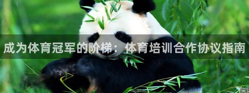 焦点娱乐是什么软件：成为体育冠军的阶梯：体育培训合作