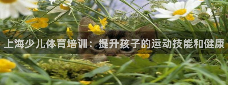焦点娱乐开发商是谁