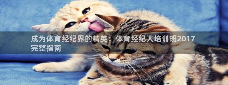 焦点娱乐传媒有限公司怎么样啊：成为体育经纪界的精英：