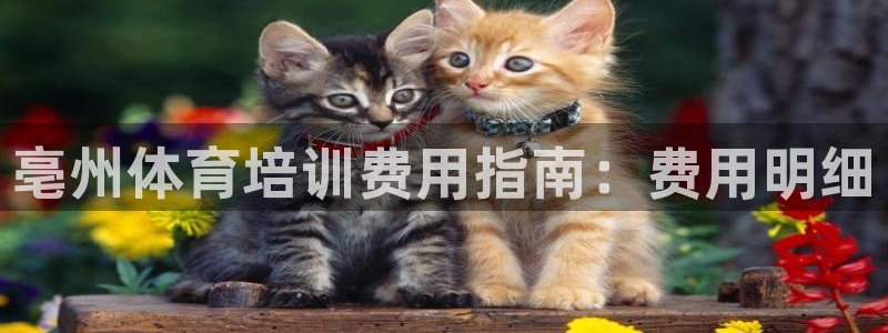 焦点娱乐游戏攻略：亳州体育培训费用指南：费用明细
