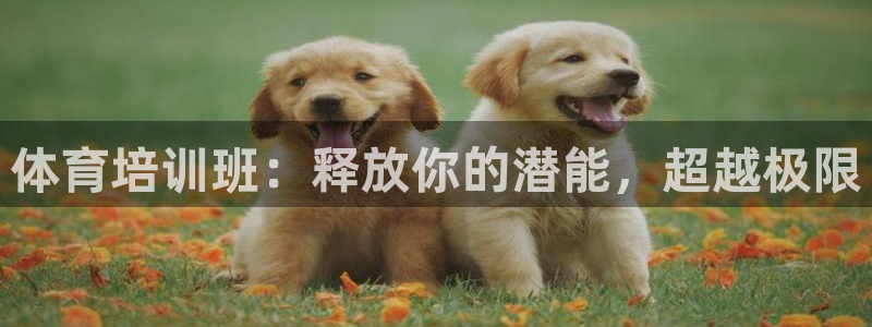 焦点娱乐如何注册账号和密码登录：体育培训班：释放你的潜能，超