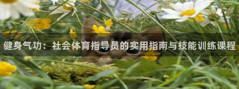 焦点娱乐总代理是谁